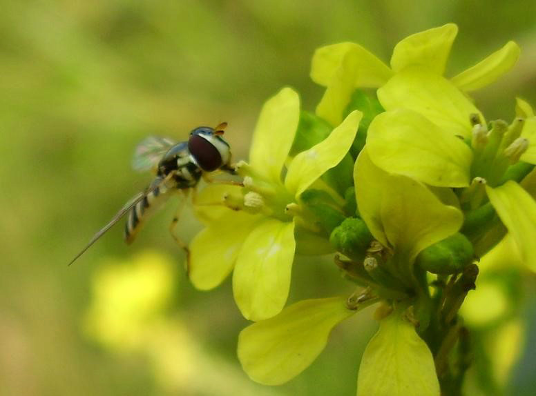 Agroecosistemas, moscas y un conocimiento escaso sobre su utilidad